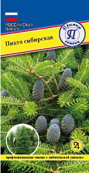 Pihta_sibirskay