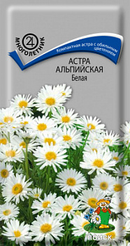 Астра альпийская Белая