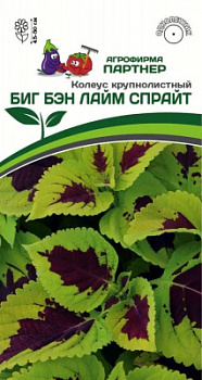 Колеус биг бэн лайм спрайт