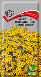 Бархатцы тонколистные Золотой самоцвет