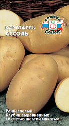 kartofel_assol