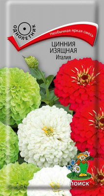 Цинния изящная Италия