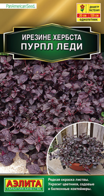 Ирезине Пурпл леди_ЦП