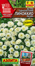 Астра Пиноккио белая