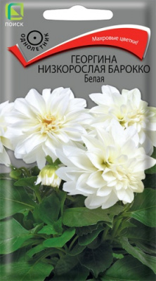 georgina_nizkorosl_barokko_belaya