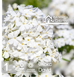сФлокс David