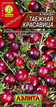 Клюква крупноплодная Таежная красавица_ЦП