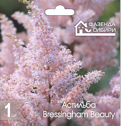 Астильба Bressingham Beauty