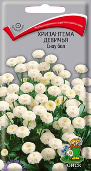 hrizantema_devichya_snow_bol