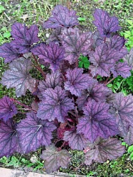 Гейхера Frosted Violet