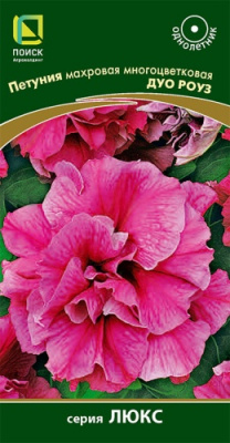 petunia_mahrov_mnogocvet_duo_rouz