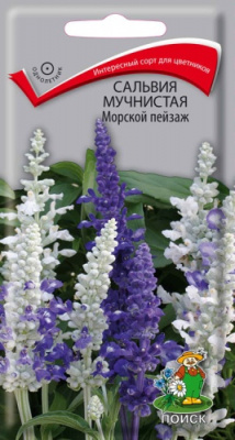 salvia_muchnistaya_morskoi_peizazh