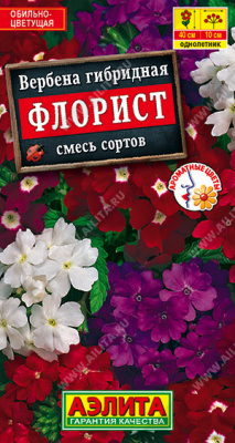 Вербена Флорист