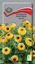 kalendula_makhrovaya_bulz_ay