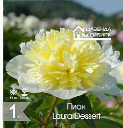 сПион Laura Dessert