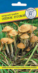 openok_lugovoi
