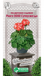 Пеларгония Ринго 2000 Супер Звезда садовая