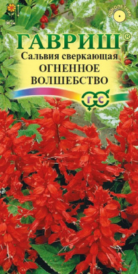 Сальвия огненное волшебство