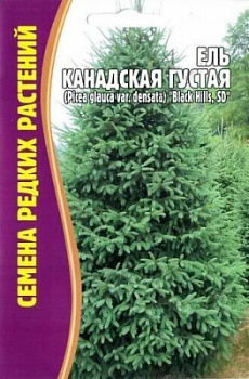 Канадская ель