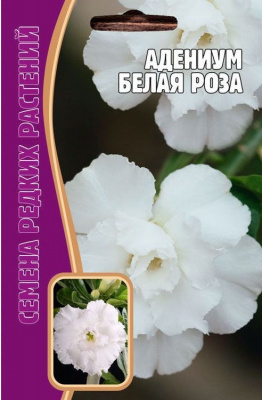 Адениум белая роза