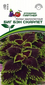 Колеус биг бэн скарлет