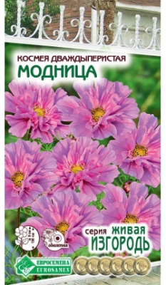 Модница