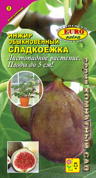 Инжир Сладкоежка обыкновенный_ЦП