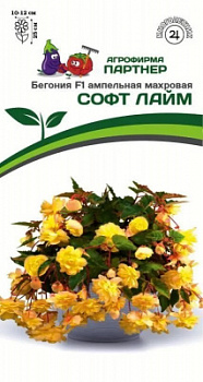 Бегония софт лайм