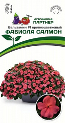 Бальзамин фабиола салмон