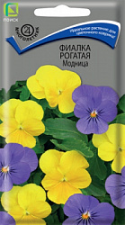 fialka_rogataya_modnica