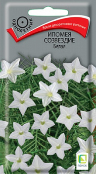 ipomea_sozvezdie_belaya