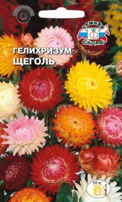 gelikhrizum_shchegol