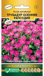 Астра трубадур осенняя