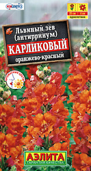 Львиный зев карликовый оранжево-красный