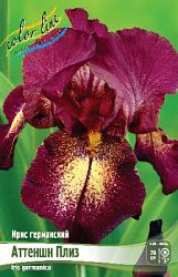 Iris germanica Attention Please