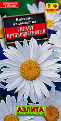 Нивяник крупноцветковый Гигант_ЦП