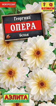 Георгина Опера белая