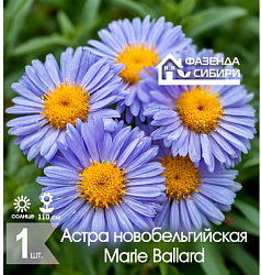 сАстра Marie Ballard