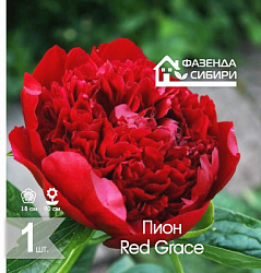 сПион Red Grace