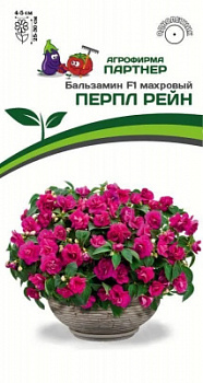 Бальзамин перпл рейн