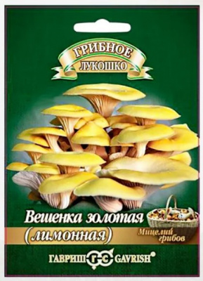 вешенка золотая