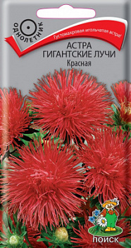 Астра Гигантские лучи Красная