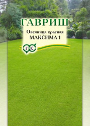 Овсяница красная максима