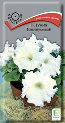 petunia_frillitunia_white