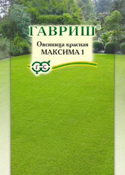 Овсяница красная максима