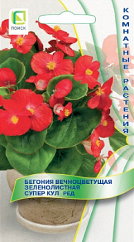 begoniya_vechnocvet_zelenolist_super_cool_red