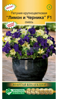 Петуния ЛИМОН И ЧЕРНИКА