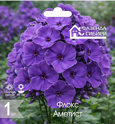 Флокс Аметист