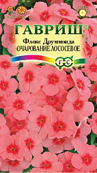 Флокс Очарование лососевое
