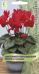 ciklamen_persid_mini_krasny